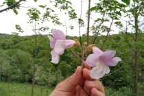 mirtalis-paulovnija-cvijet-1