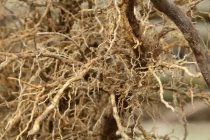 korijeni paulovnije - mirtalis (2)