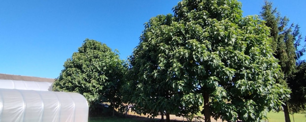 Paulovnija, brzorastuće stablo idealno za hlad staro 4 godina